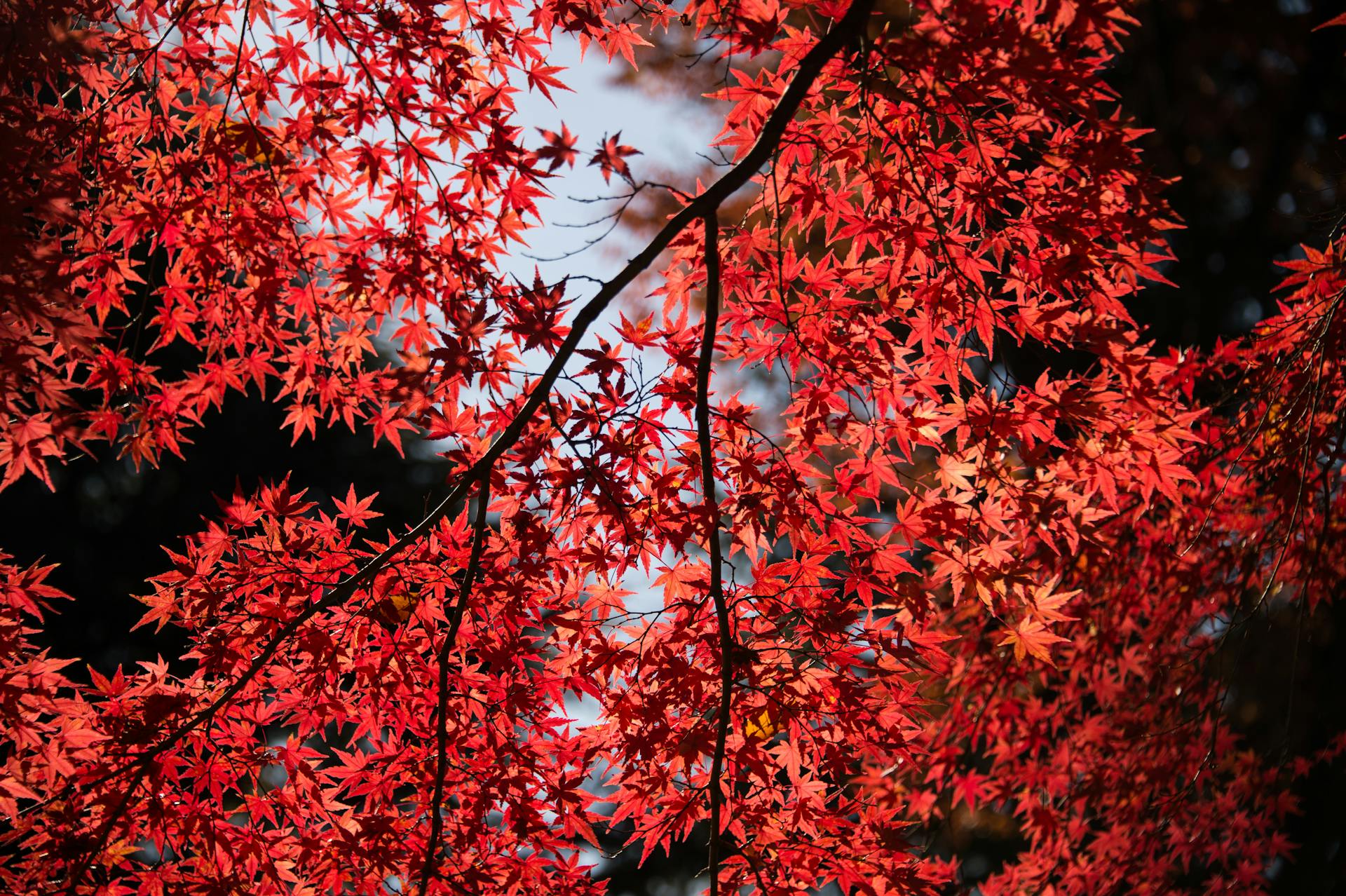 gallery-img