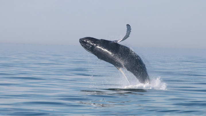 ЮАР: сезон наблюдения за китами 