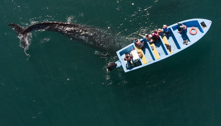 МЕКСИКА: наблюдение за горбатыми китами